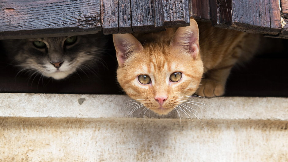 Dlaczego koty tak bardzo boją się ogórków?