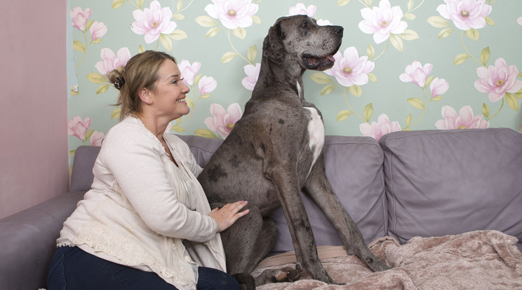 Elhunyt Zeus, a világ legmagasabb kutyája /Fotó: Northfoto