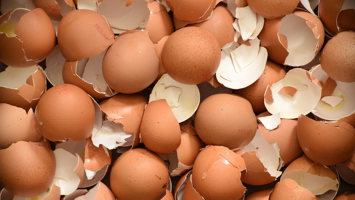 Ljuske od jajeta