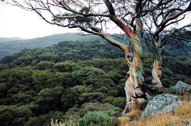 Galeria Australia - Góry Śnieżne, obrazek 2