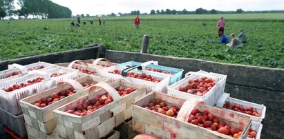 Polski król truskawek zaorał 450 hektarów upraw. Dlaczego?