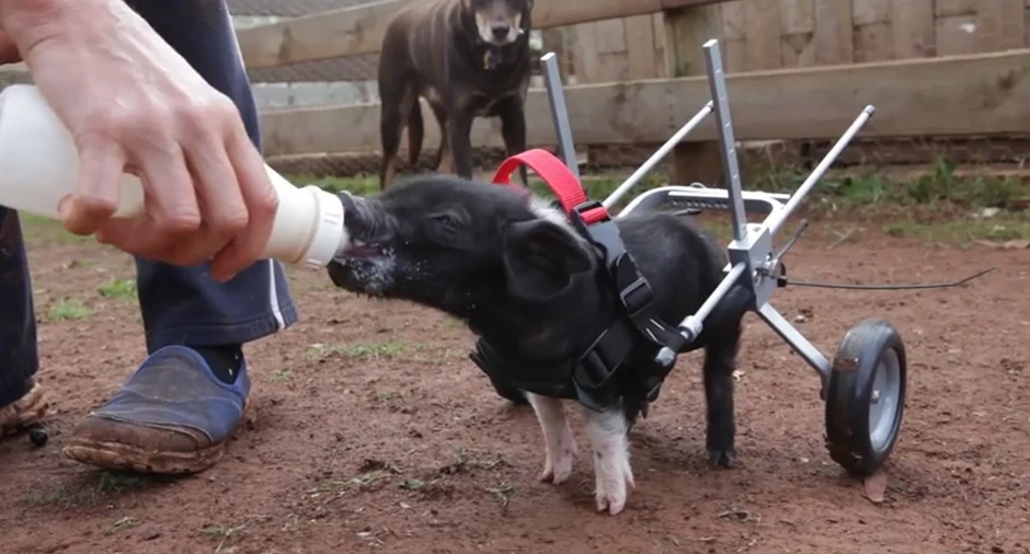 Printskrin: Jutjub/Edgar's Mission