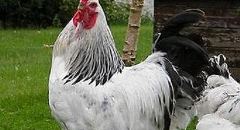 Brahma Chicken