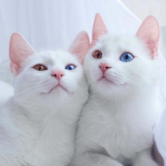 El sem hisszük, hogy lehet ilyen szeme a világ legszebb és legkülönlegesebb  macskájának - Blikk Rúzs