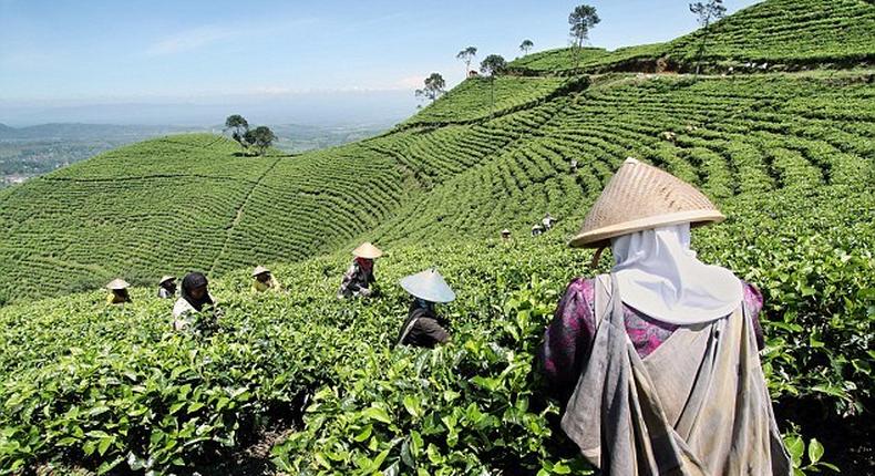 Tea plantation