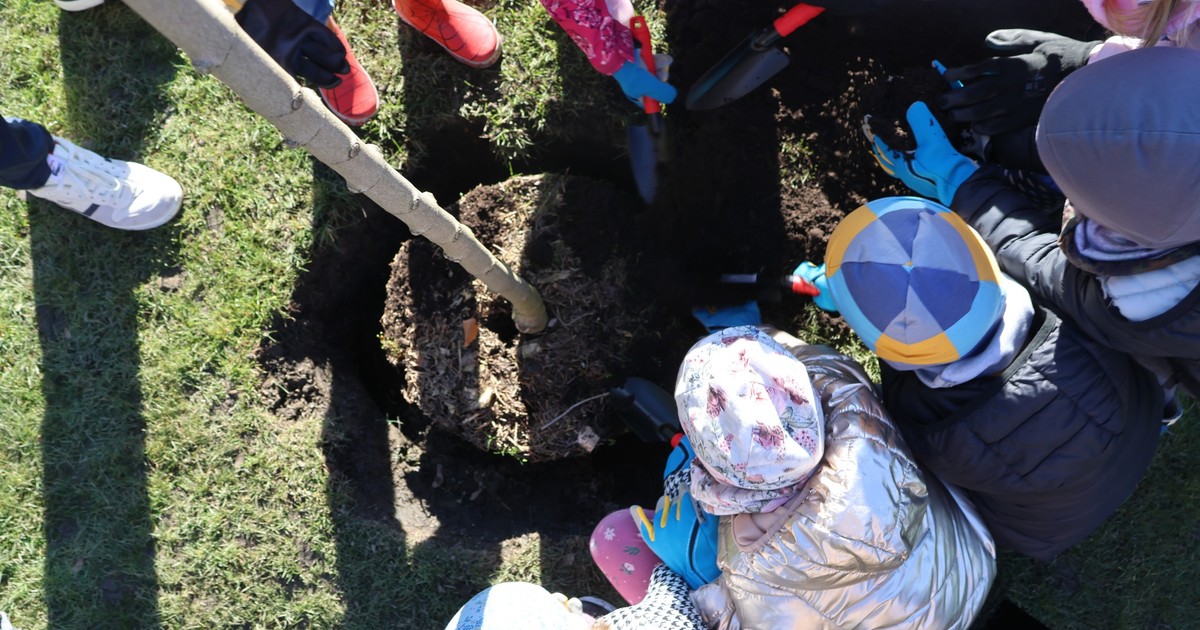 Klony zamiast betonu – Wrocławski Park Wodny stawia na zielone rozwiązania