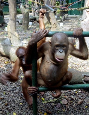 INDONESIA-WILDLIFE-ORANGUTANS