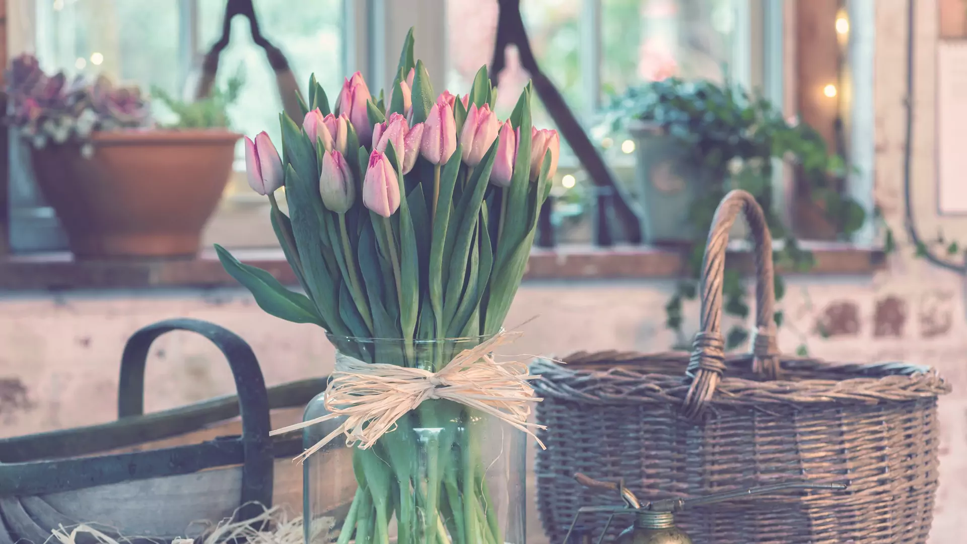 Jak przedłużyć świeżość tulipanów w wazonie? Te triki pomogą