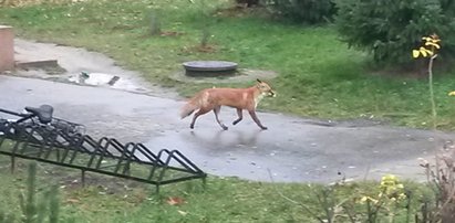 Lis wdarł się do szkoły. Władze są bezradne