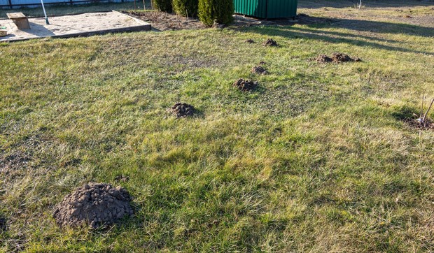 Krtičnjak