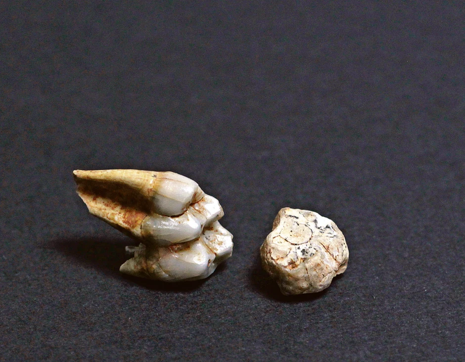 Zub majmuna praistorijske vrste parodolichopithecus nađen u okolini Šapca