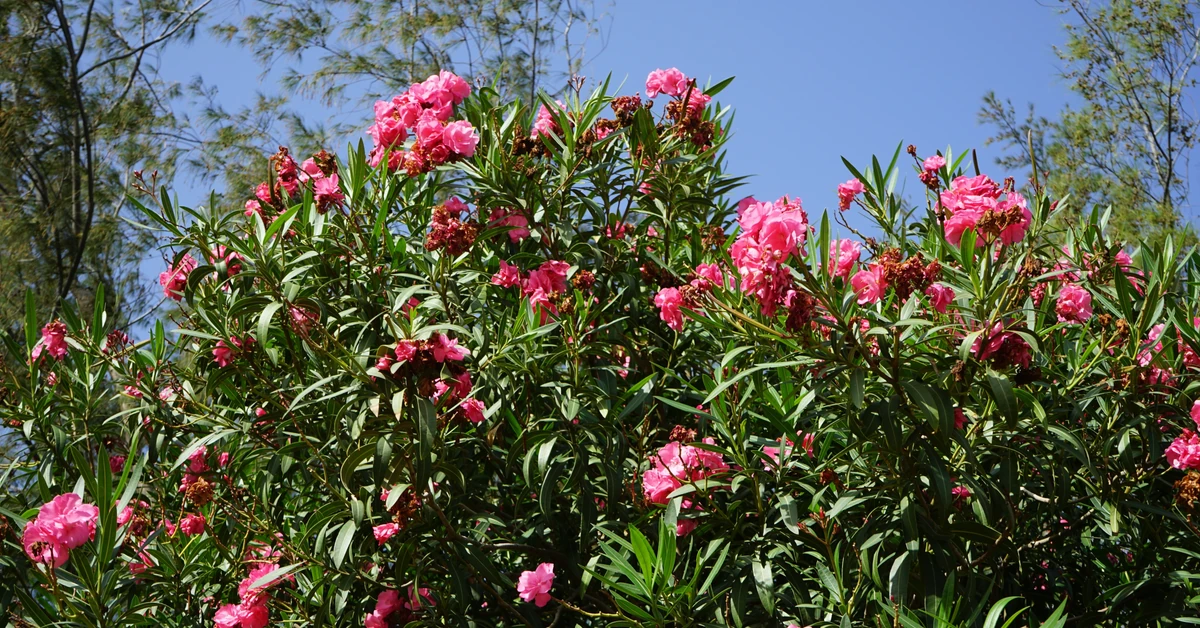 Dlaczego liście oleandra żółkną i opadają? Dlaczego oleander gubi liście?