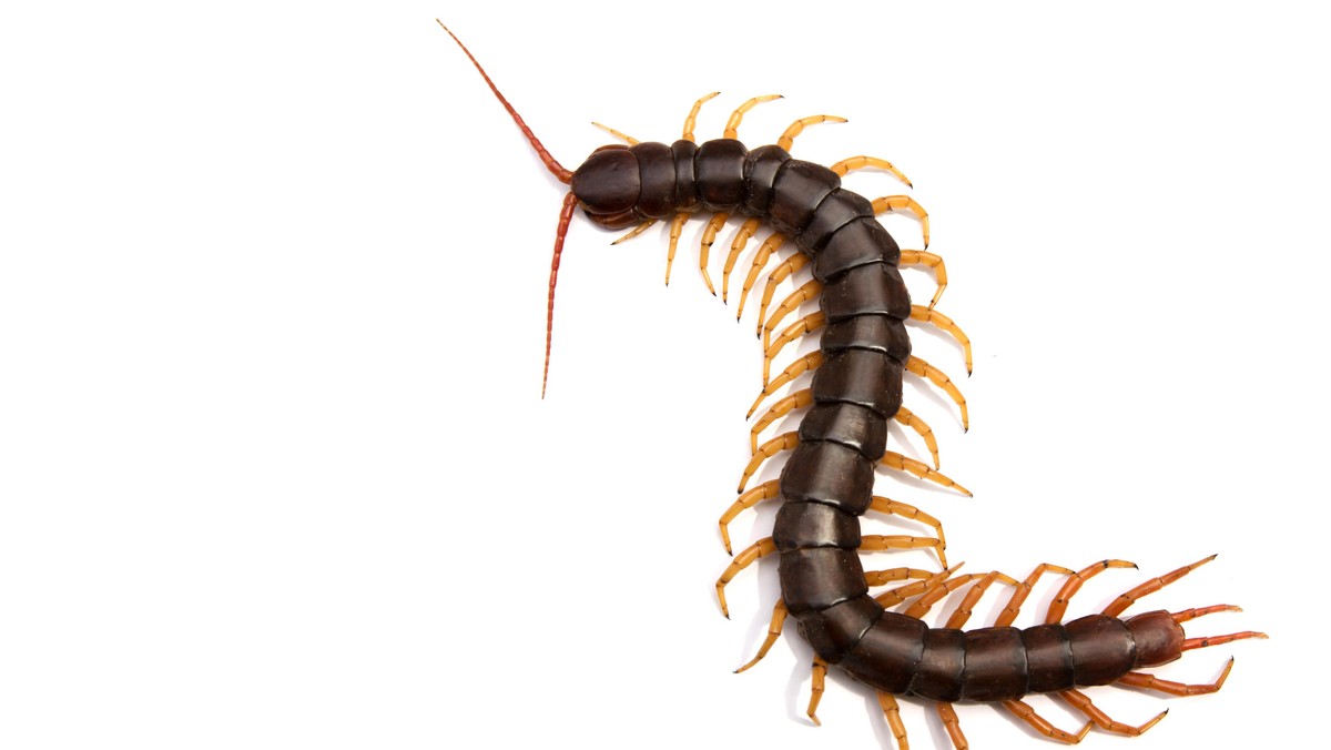 Giant centipede Scolopendra subspinipes isolated on white background.