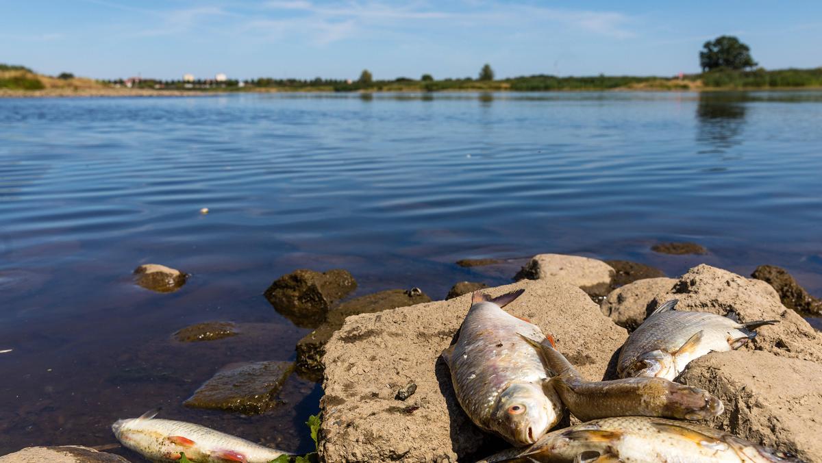 Katastrofa Na Odrze Po Tej Katastrofie Ekologicznej Rzeka Będzie Się Odradzać Latami Newsweek 6170