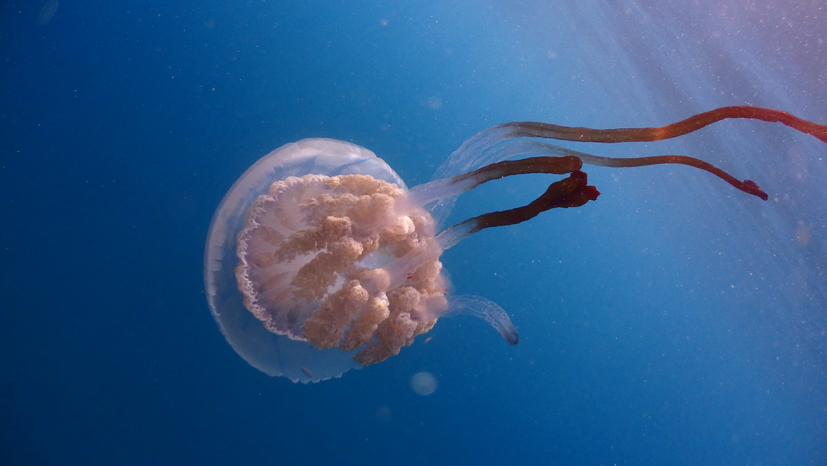 U wybrzeży Andaluzji na południu Hiszpanii, w okolicy Malagi i prowincji Grenada, pojawiły się w ostatnich dniach olbrzymie meduzy rzadkiego gatunku Rhizostoma luteum, którego okazy mogą ważyć do 40 kg i osiągać od 2 do 3 metrów długości.