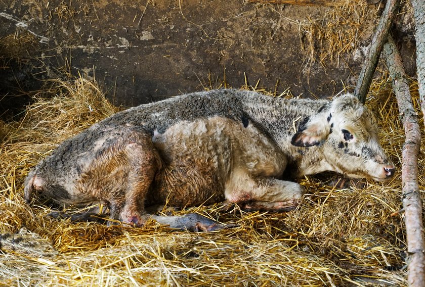 Tutaj dochodzą do siebie krowy, którym okrutni gospodarze zgotowali prawdziwe piekło