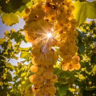 Vinoterápia: márpedig a tokaji aszú gyógyszer - erre használhatja