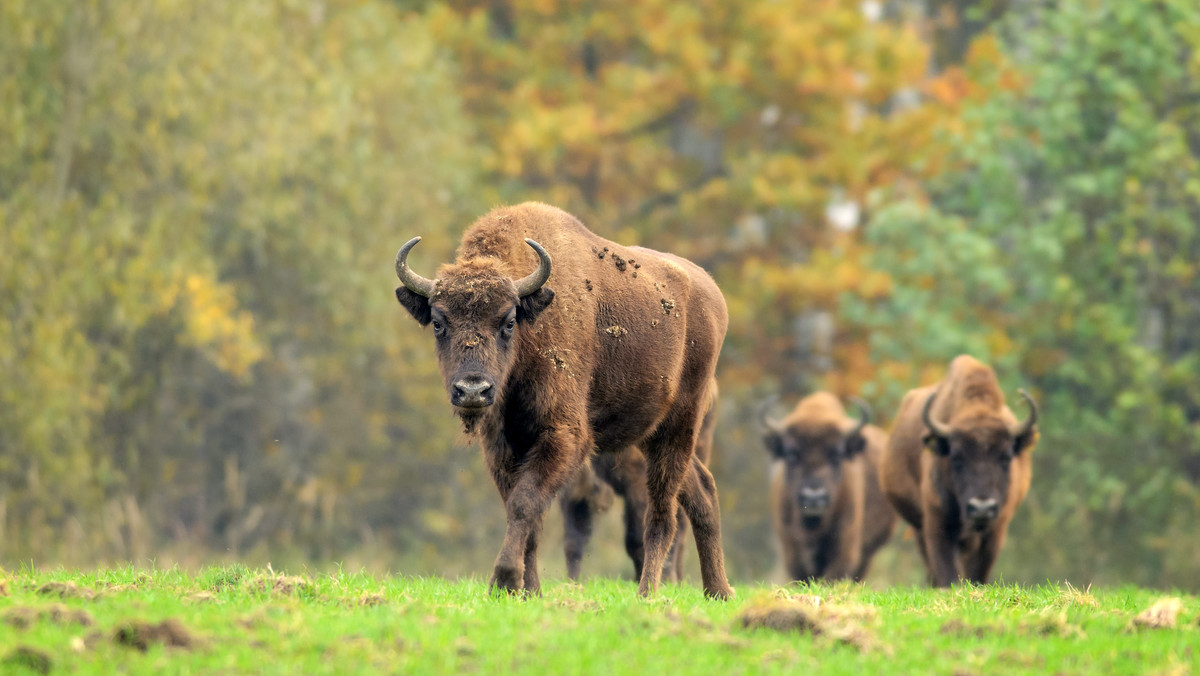 Puszcza Białowieska: Żubry wciąż znajdują pokarm w lesie