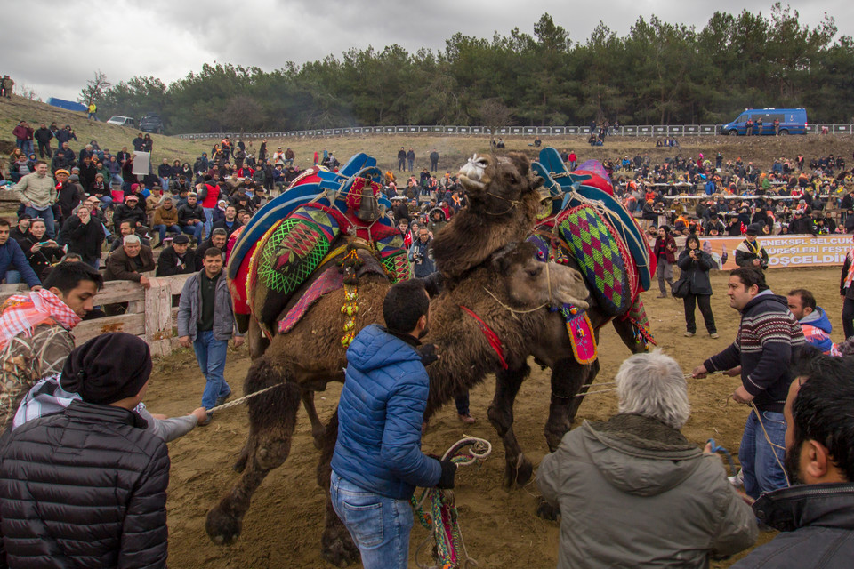 Festiwal Zapasów Wielbłądów w Selcuk koło Efezu (Turcja)