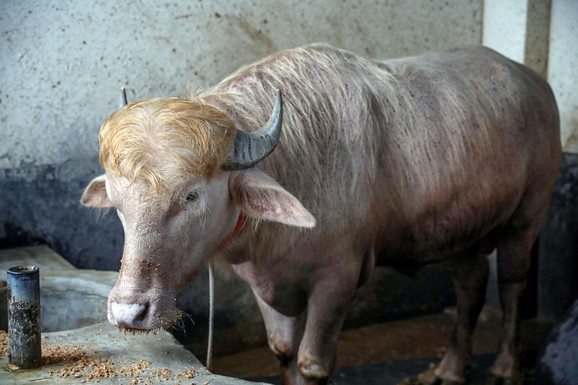BIVO TRAMP NEĆE BITI ŽRTVOVAN Životinja od 700 kg koji neodoljivo podseća na lidera SAD dobila drugu šansu