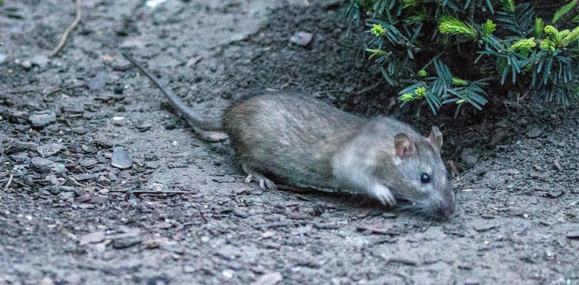 Szczury buszują po centrum Krakowa