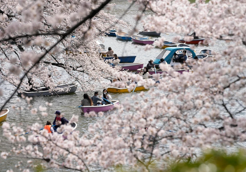 Cvat trešanja u Tokiju