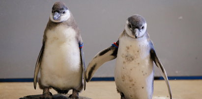 Dwa pingwiniątka i żyrafa to nowi mieszkańcy zoo