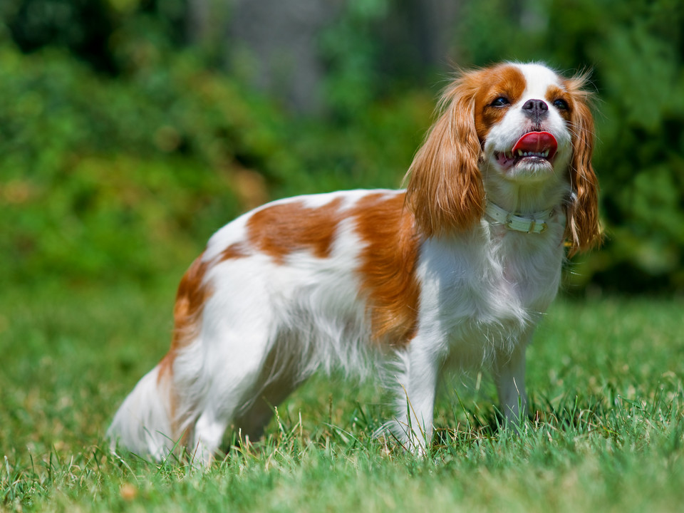 Ósme miejsce: cavalier king charles spaniel