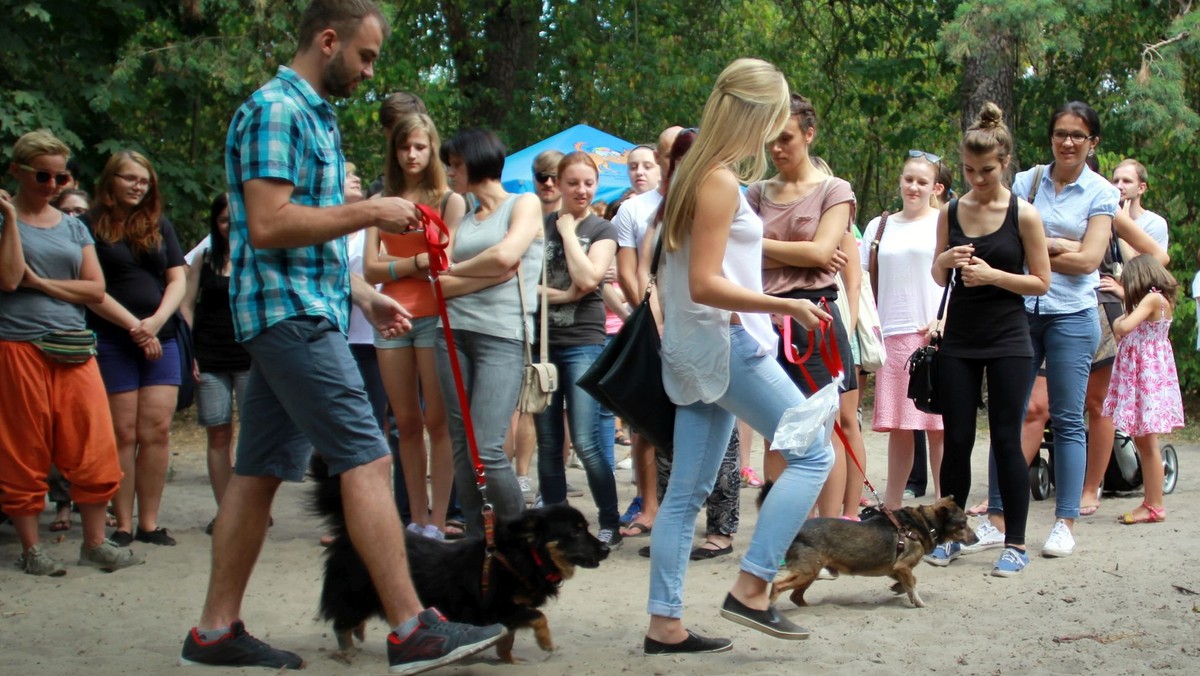 Zawsze ich brakuje, bo szybko się przecierają, zużywają lub są przegryzane. A dla wielu zwierzaków oswajające z nimi spacery stają się przepustką do nowego domu. Mowa o smyczach i obrożach dla psów z mazowieckich schronisk. Właśnie zakończyła się akcja, w wyniku której internauci zapewnili lepsze życie ponad 500 czworonogom.