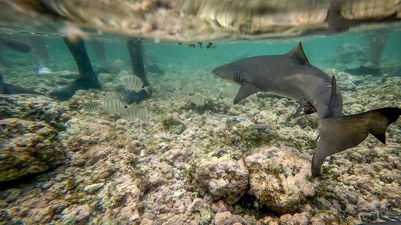 Shark,Bay,,Sal,Island,,Cape,Verde,-,Underwater,Photo,Of