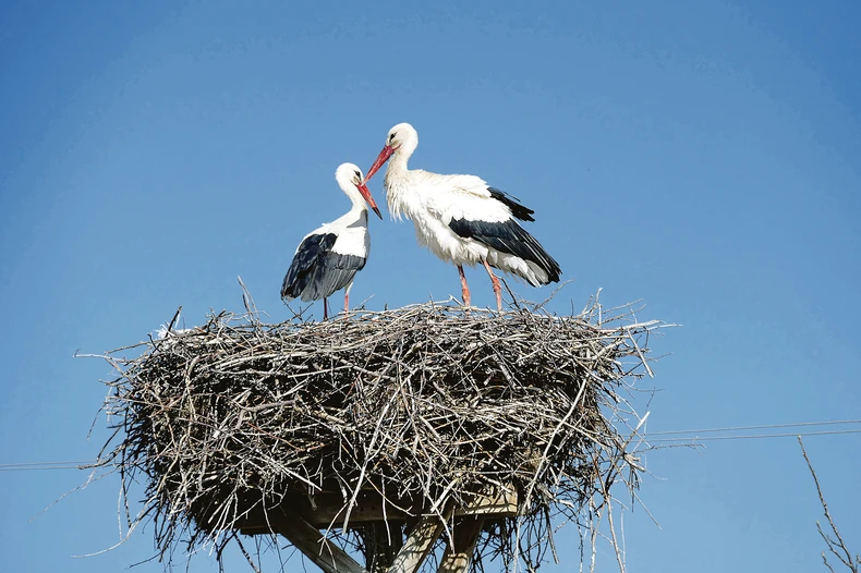 Rode su strogo zaštićena vrsta