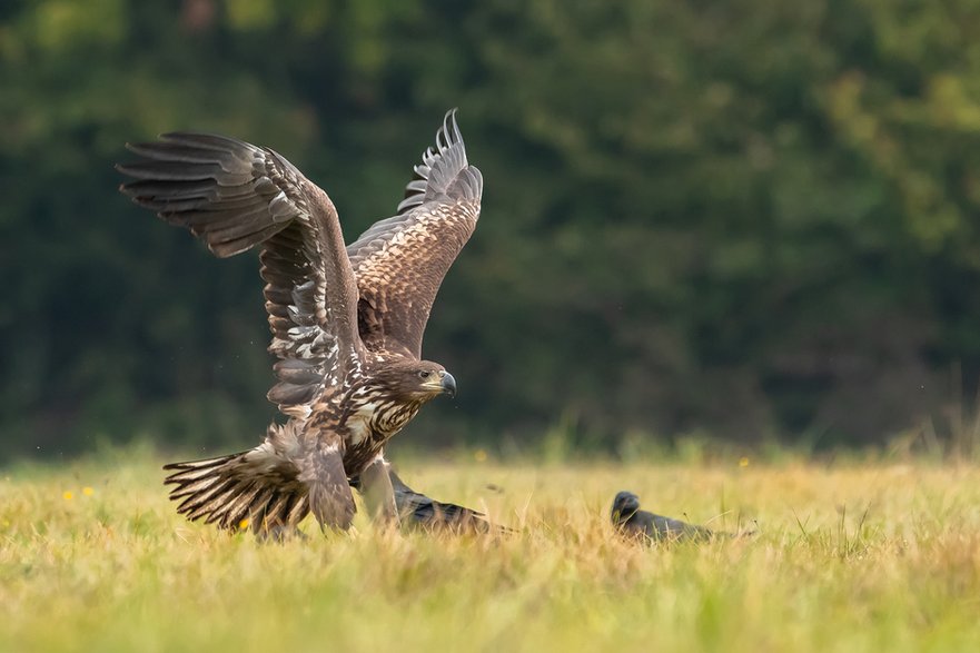 Bielik (Haliaeetus albicilla)