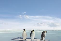 globalne ocieplenie, pingwiny