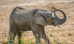 Zmiany w ZOO. Będą nowe zwierzęta i rozbudowa