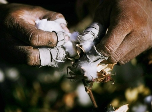 COTTON ECONOMY AGRICULTURE