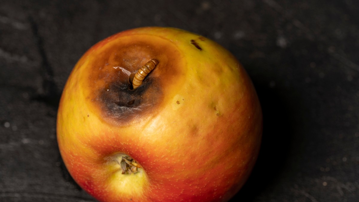 Glavnu opasnost ne predstavljaju same larve, već patogeni