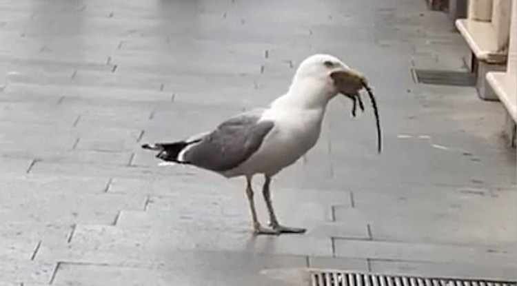 Bizarr videó: egészben nyelt le egy sirály egy patkányt Rómában