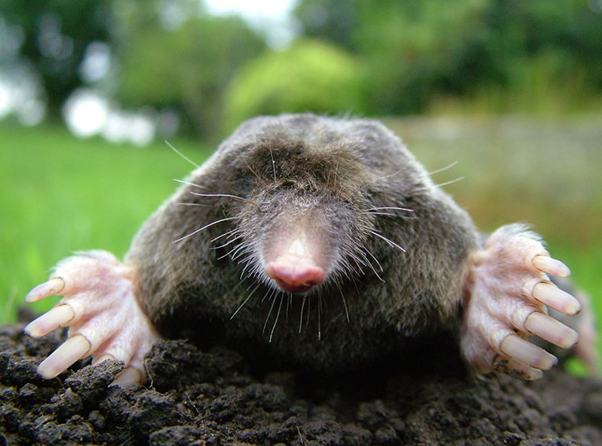 Polowali na kreta, prawie spalili miasto