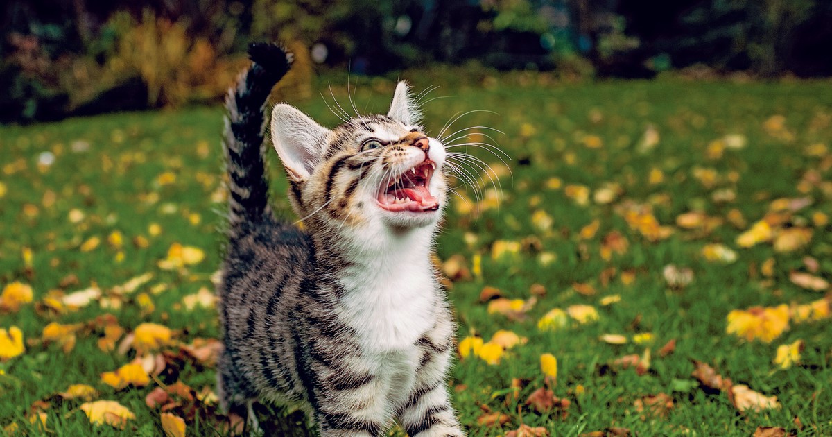 Orange Cat Mystery Cracked After 110 Years (B2)