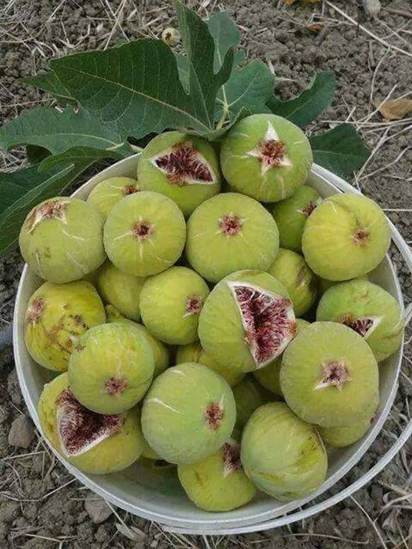 Smokve su spas za hemoroide