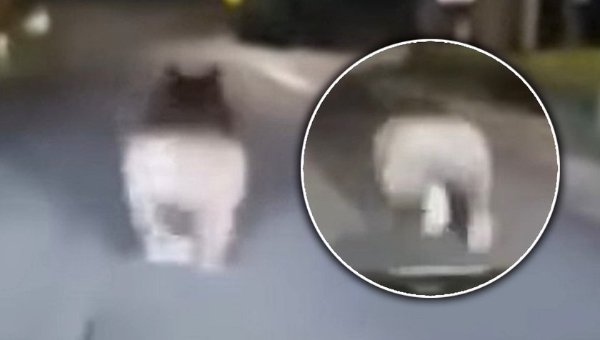 Bear on the road in Podkarpackie. The driver recorded how he runs in the middle of the road