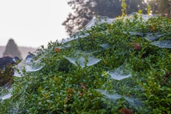 Na iglakach w twoim ogrodzie pojawiły się pajęczyny? To bardzo zła wiadomość