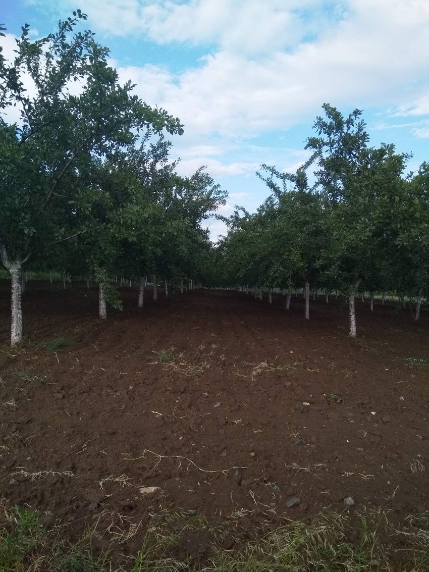 Gazdinstvo Ignjatović