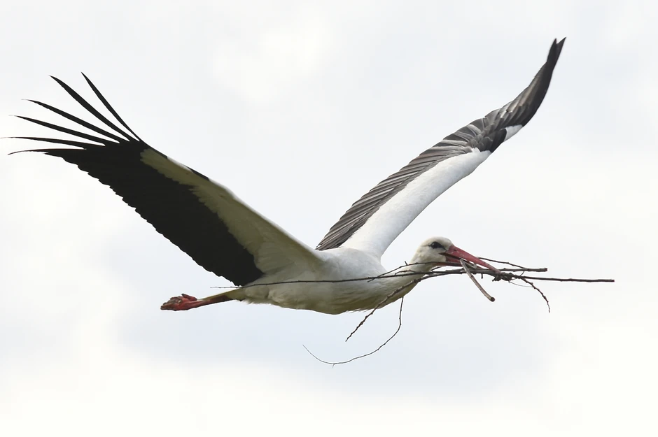 I rode mogu da ugroze bezbednost avio-saobraćaja