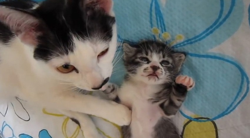 Nežno je mazi, mače samo što nije zaspalo