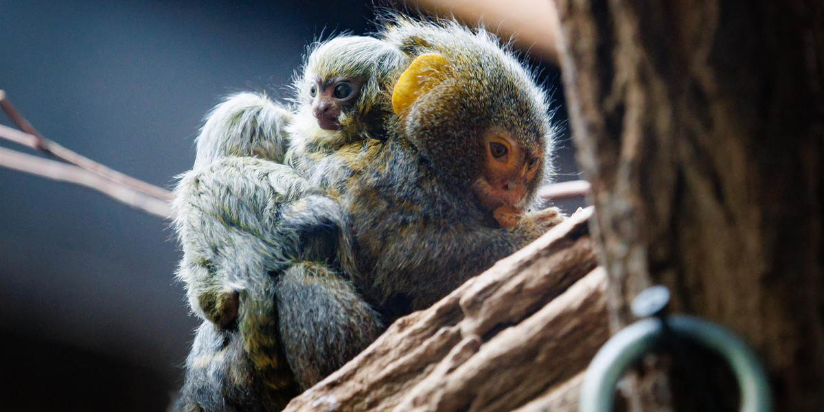 Oto najmniejsze małpki świata na grzbiecie swojego taty Leosia.