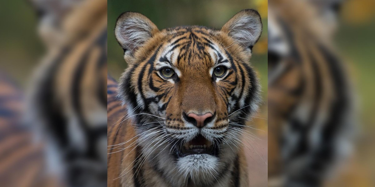 Szok w ZOO. Tygrys zaraził się koronawirusem!