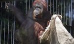 Orangutanica Raja namalowała obraz dla WOŚP