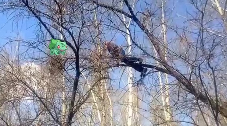 A férfi a pokémon miatt mászott fel a fára.