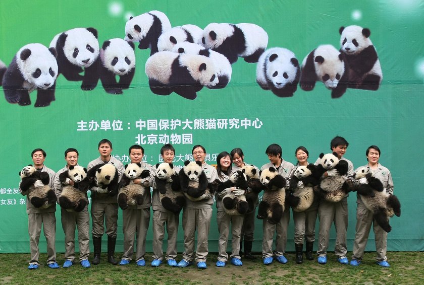 Przedszkole dla pand w Chengdu. Najsłodsze miejsce na świecie!